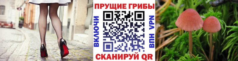 Псилоцибиновые грибы GOLDEN TEACHER  купить наркотик  ОМГ ОМГ ССЫЛКА  Орёл 